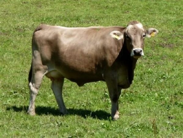 Types of bulls: description of breeds with photos