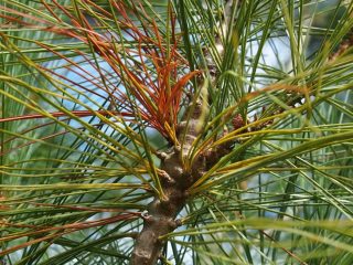 Scots pine diseases and their treatment, photo