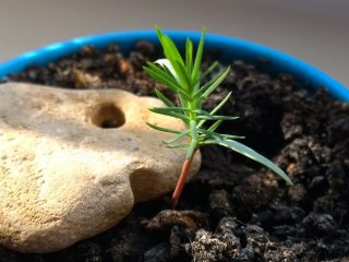 How to grow pine from seeds