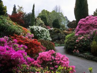 Rododendrony v záhradnej krajine
