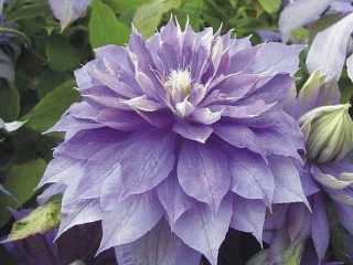 Clematis Diamond Ball: reseñas, características de cultivo, fotos.