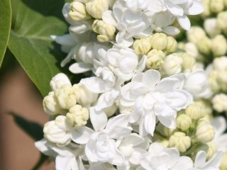 Common lilac Madame Lemoine: planting and care