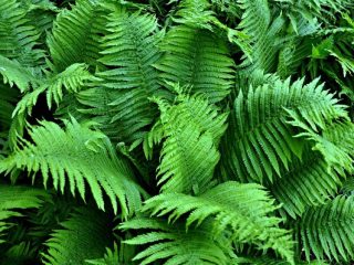 Cómo se reproducen los helechos en la naturaleza y en el jardín.