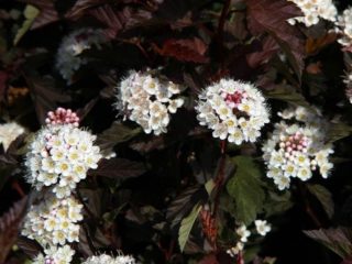 Reprodução de bexiga