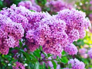 How to fertilize lilacs for lush flowering after flowering