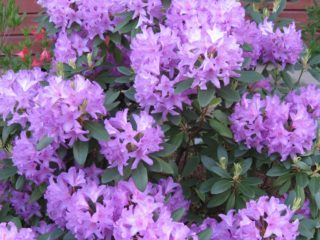 Rododendron na Urale: mrazuvzdorné odrody, pestovanie