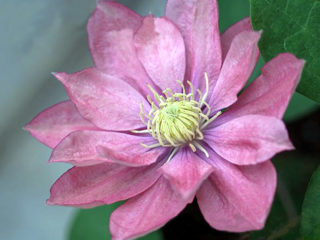 Clematis Little Mermaid: variety description, pruning group, reviews