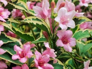 Weigela kvitnúca Nana Variegata (Variegatnaya, Nana Variegata): fotografia, popis, recenzie, zimná odolnosť