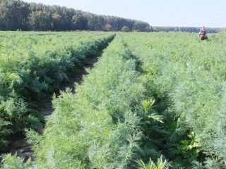 Bush dill: varieties with photos and descriptions, reviews
