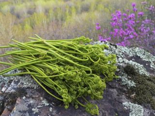 How to make salted bracken at home