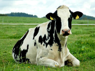 Cattle rumen