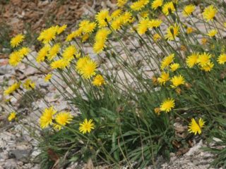 When dandelions are collected for treatment: harvesting roots, leaves, flowers