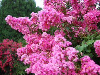 Indická lila lagerstroemia: fotografia, popis