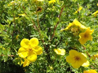 Krík cinquefoil Goldstar (Goldstar): výsadba a starostlivosť