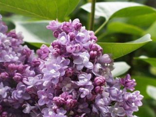 Lilac Katherine Havemeyer: photo and description