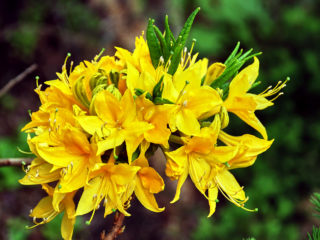 Pontský rododendron: foto, popis, pestovanie