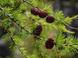 What does larch look like?