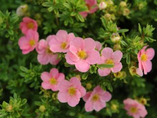 Cinquefoil Lovely Pink atau Pink Beauty: penerangan, penanaman dan penjagaan