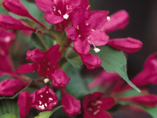 Weigela Red Prince: ültetés és gondozás