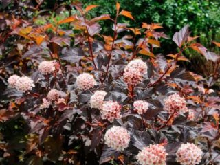Viburnum zeleň Purpurea: fotografia a popis