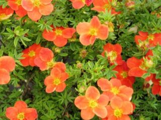 Krík cinquefoil Marion Red Robin: foto a popis