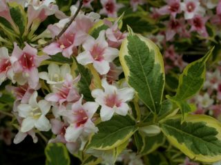 Weigela kvitnúca Sunny Princess (Sunny Princess): výsadba a starostlivosť