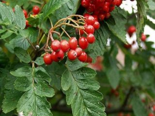 Oakleaf rowan: fotografia a popis