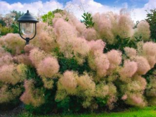 Skumpia en cuir : plantation et entretien dans la région de Moscou