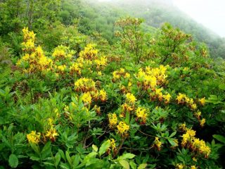 Rhododendron kuning: foto, penanaman dan penjagaan, untuk apa ia berguna