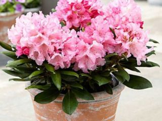 Rhododendron Hanya: popis odrody, fotografie, recenzie