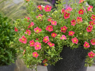 Arbusto Cinquefoil Danny Boy: plantación y cuidado.