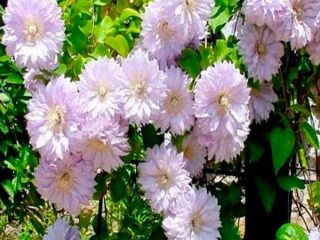 Clematis Belle of Woking: recenzii, plantare, fotografii