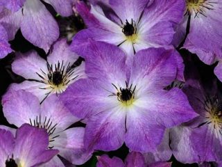 Clematis Cloudburst: popis a recenzie, fotografie