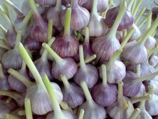 Alho Gribovsky de inverno: plantio e cuidado