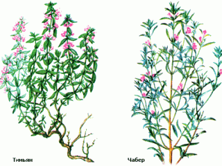 Savory and thyme (thyme): differences, photo
