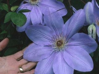 Clematis Mrs. Cholmondeley: reviews, description, pruning group