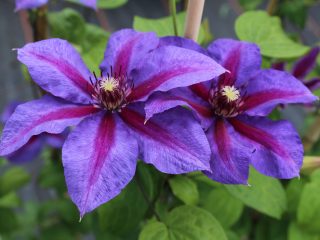 Clematis Mrs. Thompson: description, pruning group, photo