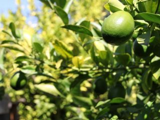 Lime water: benefits for weight loss, recipes
