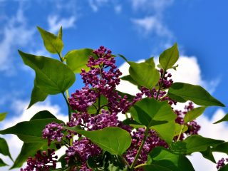 Lilac Banner of Lenin: popis, fotografie, recenzie