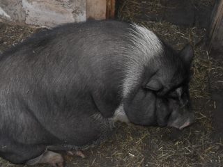 El lechón no se para sobre sus patas traseras: que hacer