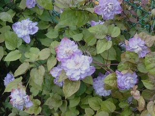 Clematis Veronica Choice: fotografia, popis odrody, skupina prerezávania
