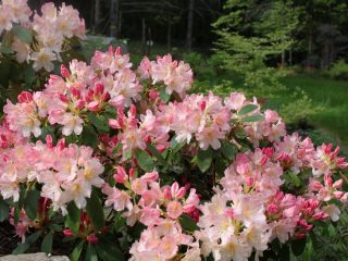 Rhododendron Percy Weissman: frost resistance, photo, planting and care