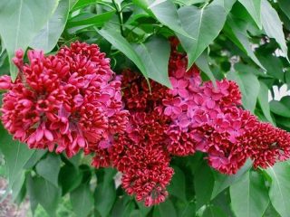 Lilac Red Moscow: penerangan, foto, ulasan, video