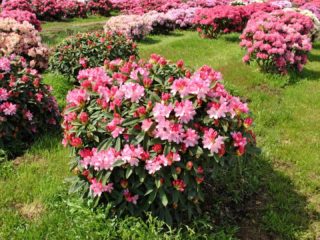 Rhododendron Yakushimanis: Golden Point, Rose Wolke, Lumina, Kolibrík