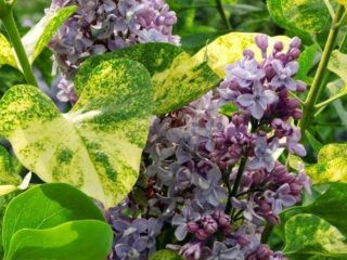 Lilac Aucubafolia: photos + reviews