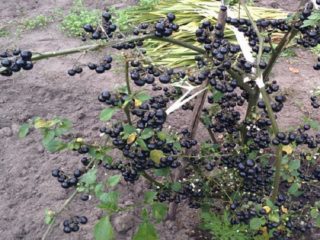 Sunberry: plantio e cuidado, foto