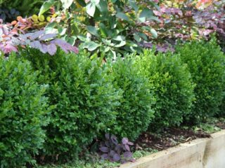 Výsadba a starostlivosť o buxus na Sibíri a na Urale