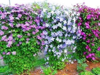 Clematis Innocent Blush: الصورة والوصف والرعاية