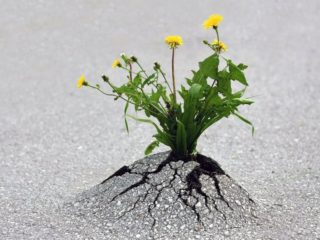 عصير الهندباء: خصائص مفيدة وموانع