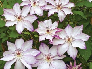 Clematis Omoshiro: الصورة، مجموعة التقليم، الاستعراضات